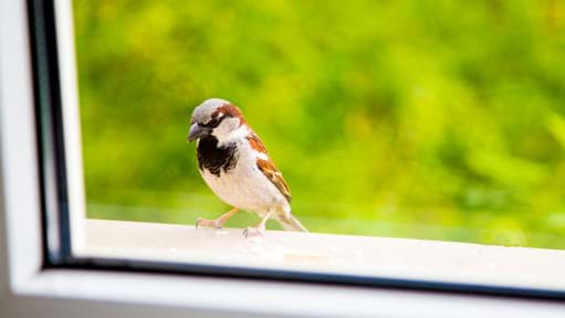 Vogelschlag und Artenschutz: So verhindern Sie den Zusammenstoß von Vögeln mit großen Glasflächen.